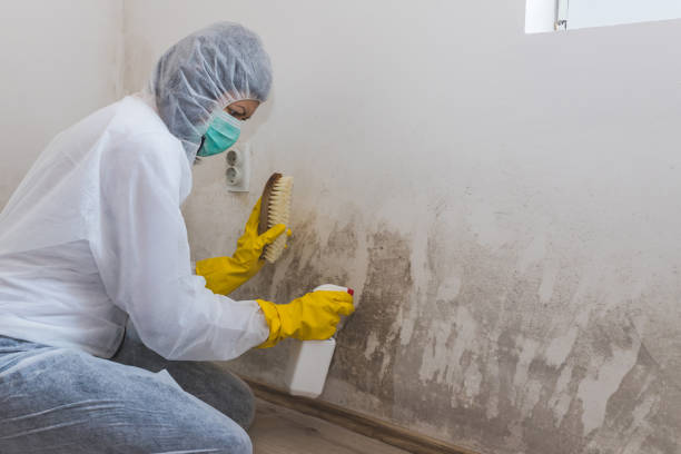 Best Mold Remediation for Healthcare Facilities  in Buckhall, VA