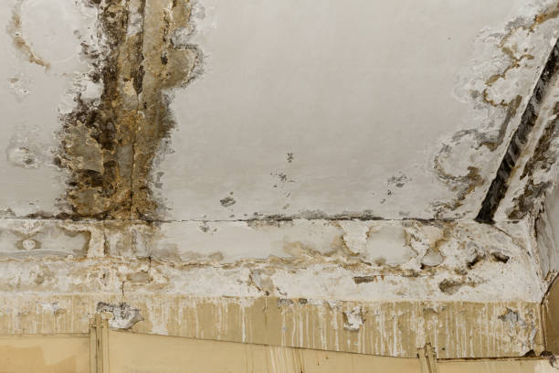 Best Environmental Consulting for Mold Prevention  in Buckhall, VA