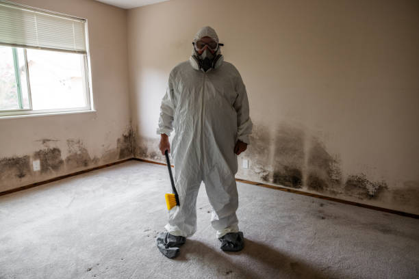 Best Basement Mold Removal  in Buckhall, VA